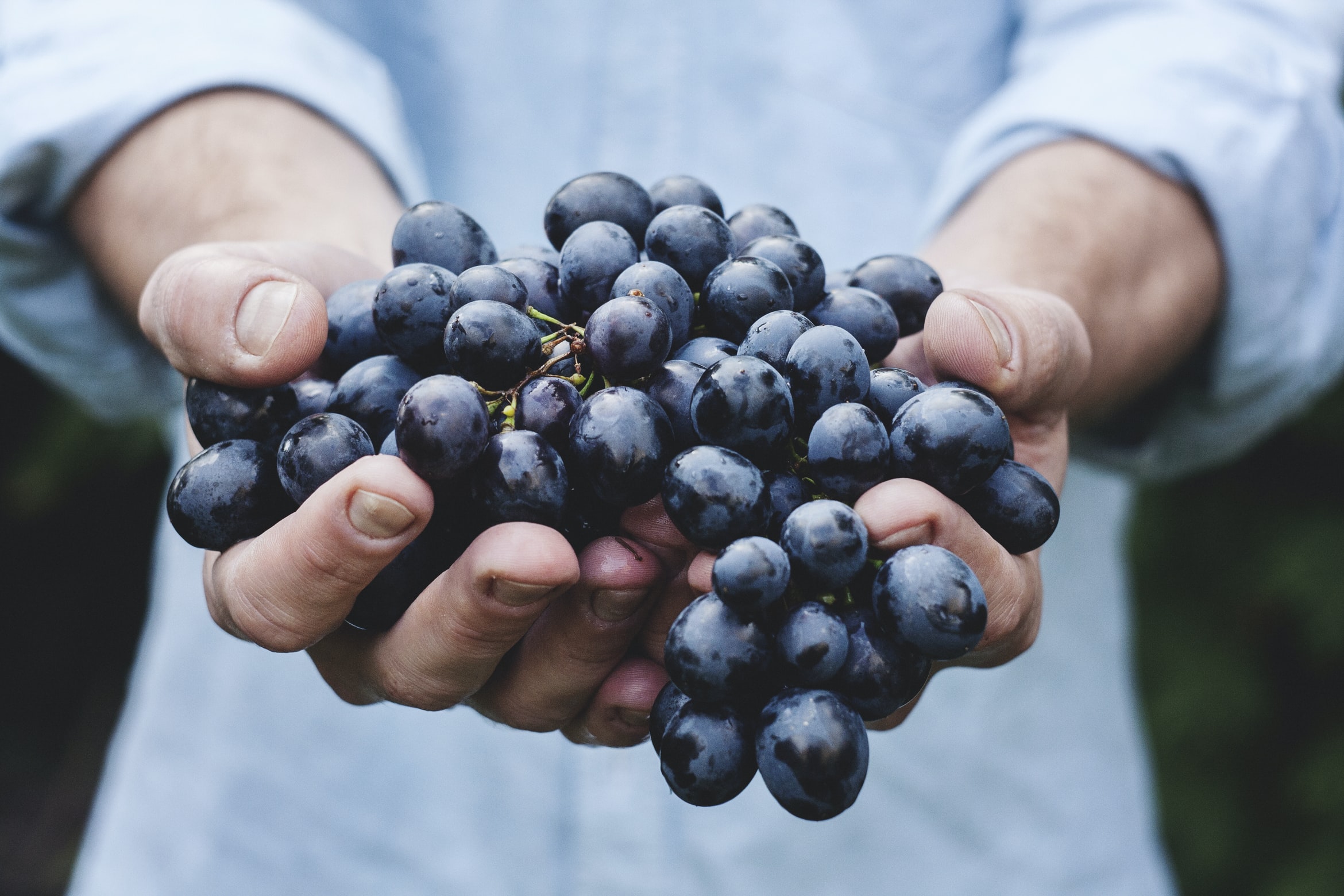 grappe de raisin tenu à deux mains